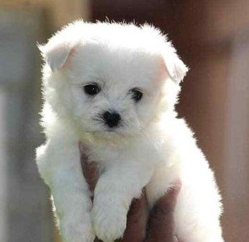 Order Female Maltese  Puppy from Bangalore